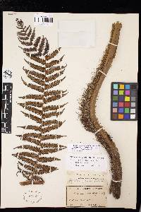 Cyathea cystolepis var. cystolepis image