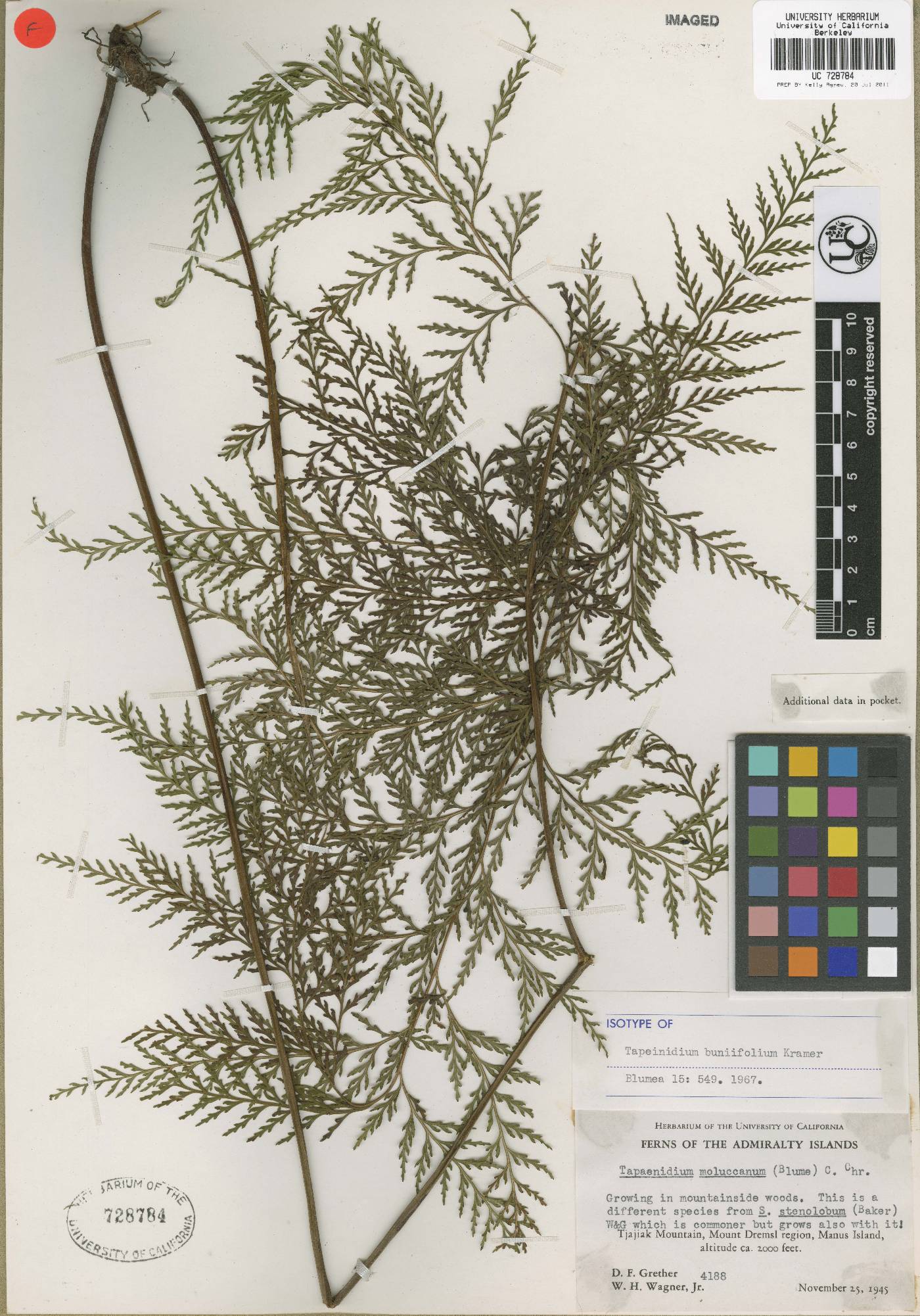 Tapeinidium buniifolium image