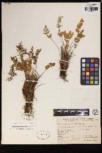 Cryptogramma acrostichoides image