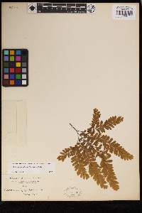 Adiantum aleuticum image