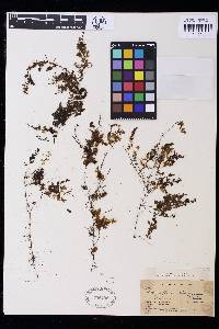 Hymenophyllum siliquosum image