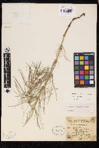 Equisetum telmateia subsp. braunii image