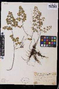 Adiantum jordanii image