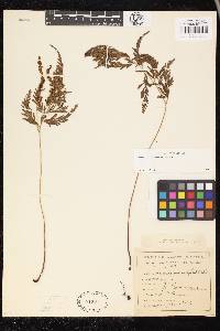 Anemia adiantifolia image