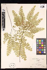 Adiantum pedatum image