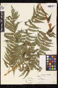 Cyathea dregei image