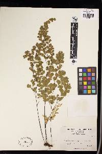 Adiantum capillus-veneris image