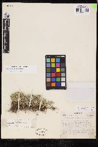 Selaginella asprella image