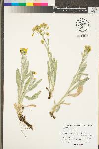 Hieracium horridum image