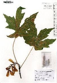 Acer macrophyllum image