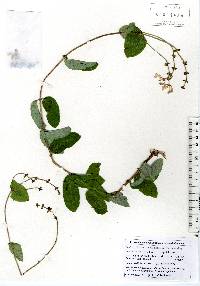 Lonicera hispidula image