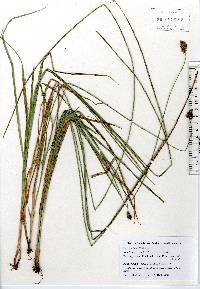 Carex harfordii image