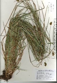 Carex harfordii image