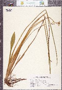 Image of Sagittaria sanfordii