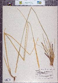 Elymus trachycaulus image