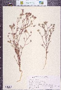 Eriastrum brandegeeae image