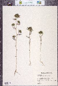 Navarretia pubescens image