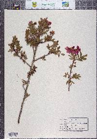 Rosa pinetorum image