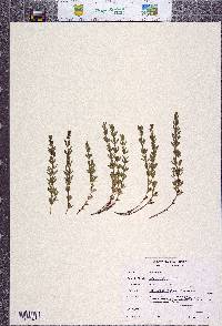 Galium serpenticum subsp. scotticum image