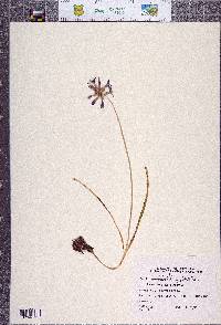 Brodiaea coronaria image