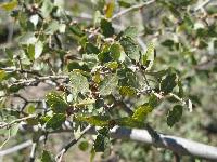 Quercus berberidifolia image