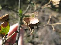 Quercus berberidifolia image