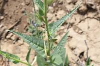 Nicotiana quadrivalvis image