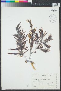 Sargassum filipendula image