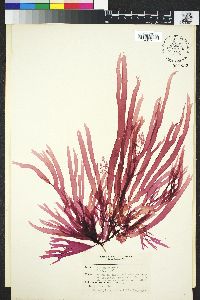 Image of Callophyllis obtusifolia