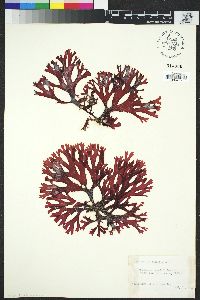 Image of Callophyllis edentata