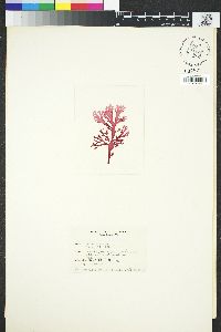 Image of Callophyllis marginifructa