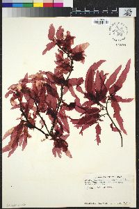 Image of Erythrophyllum splendens