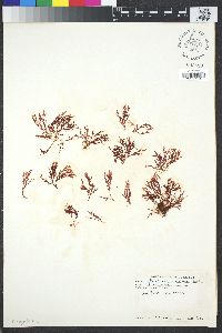 Image of Plocamium violaceum