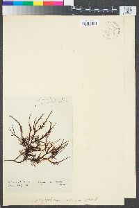 Image of Gigartina serrata